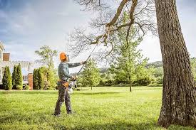 Best Tree Trimming and Pruning  in Deming, NM